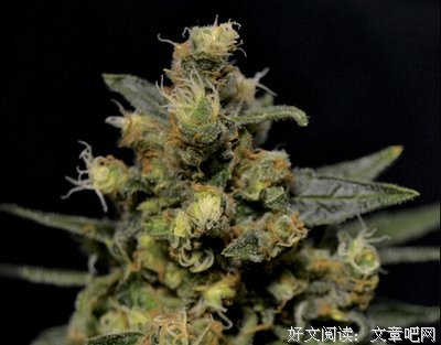 恶之花的读后感10篇