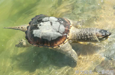 放生鳄鱼来积德: 你的善良，是在作孽