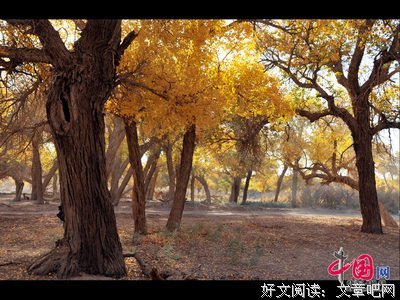 此生不去胡杨林，逢人莫说赏秋色。