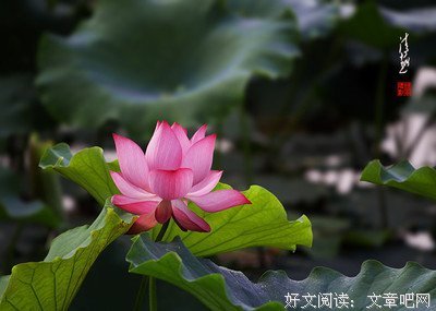 一曲《莲花处处开》, 太好听了