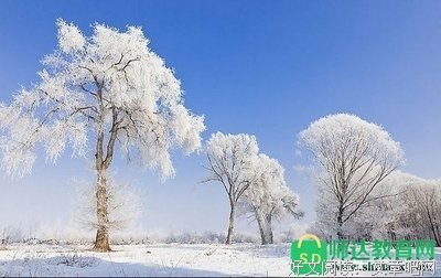 最经典的《雪落香杉树》语录摘抄大全