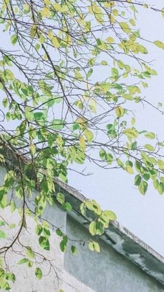 《曾以千言挽年华》经典名句