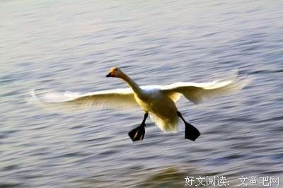 《天鹅·闪耀》读后感10篇