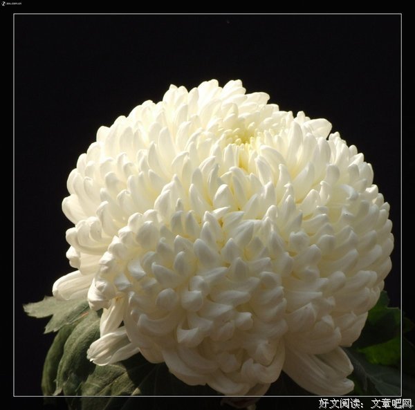 梦间集优美的句子
