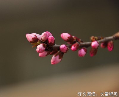 蓓蕾经典名句