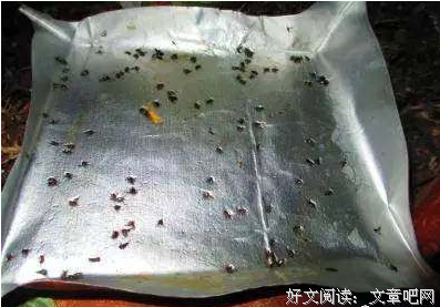 小飞虫丨圣灵给我造了一个梦，让我在梦中觉醒