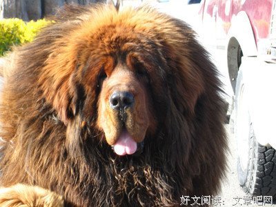 《7匹狼》的观后感10篇