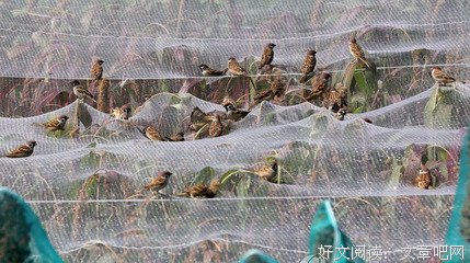 《天罗地网》影评10篇
