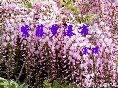 有关宗璞经典语录