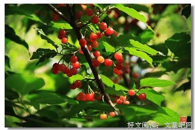 最新的《恋是樱草色》经典句子大全