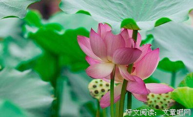 你是人间四月天读后感精选10篇