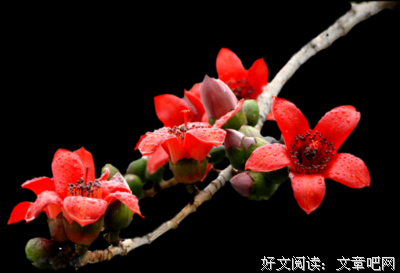 诗意美文丨∮ 秋梦若月时，只言月光清