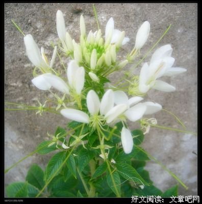 My new life begins with accumulation.优美的句子