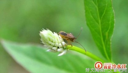 最全的《哲思》好段摘抄