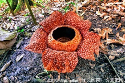 《大王饶命1》读后感10篇