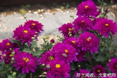 重阳赏菊，寄予余生