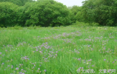 人生若只是初见经典的句子