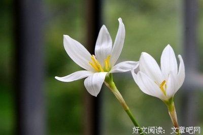 玉白花红的句子