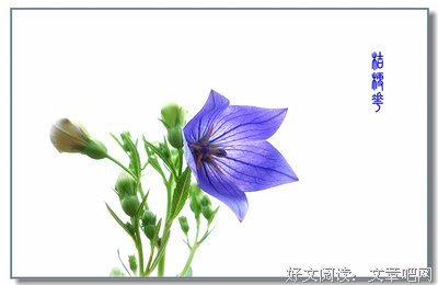 关于桔梗的名言