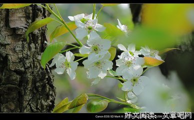 《一树梨花压海棠》经典观后感10篇
