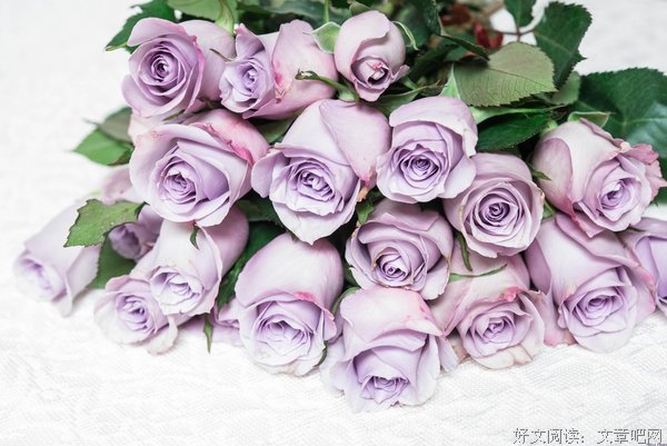 堤契诺之歌读后感10篇