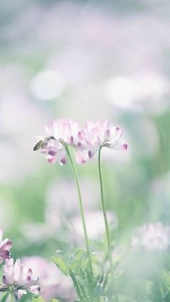 素材句子