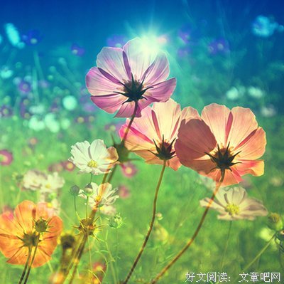 关于稀罕的优美句子