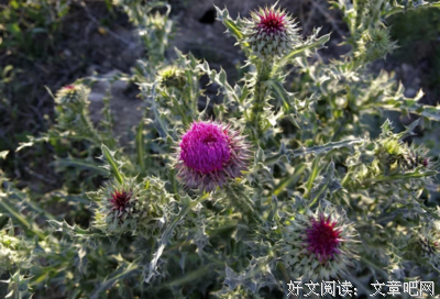 最全的《日月》经典的句子大全