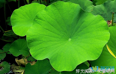 关于有趣的优美句子