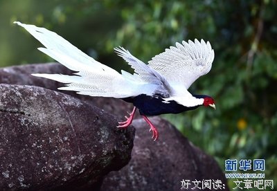 白璧无瑕的名句_关于白璧无瑕的名句