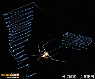 《蜘蛛的策略》经典观后感10篇