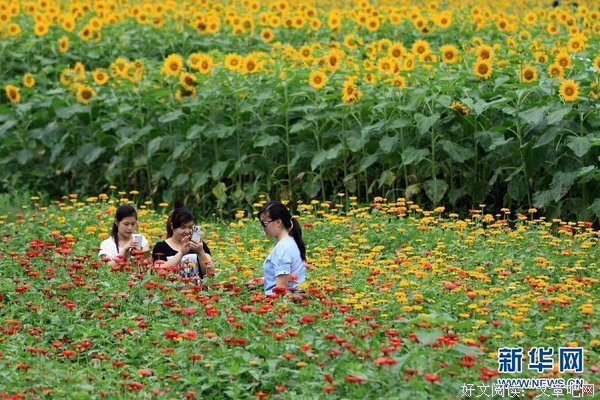 《情挑六月花》经典观后感集