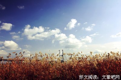 《野芦苇》经典观后感10篇