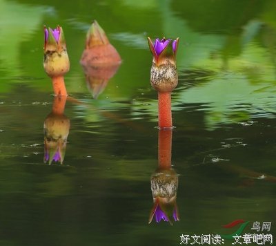《薄媚·恋香衾（全二册）》经典读后感10篇