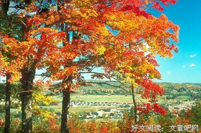 诗意美文丨∮ 深秋，野果熟了