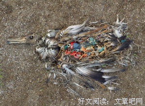 手机正在毁灭人类，照片张张扎心！