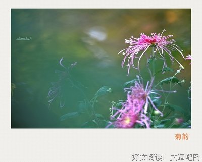 菖蒲的名句