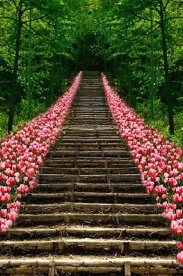 最新的《莲花》经典语句