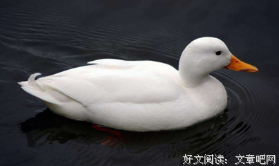 真正成熟的男人，都在做鸭子！