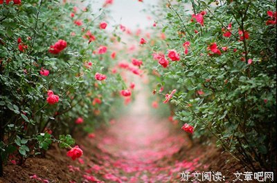 歌词之背后