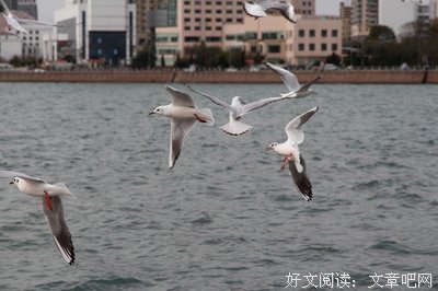 关于彩云飞的座右铭