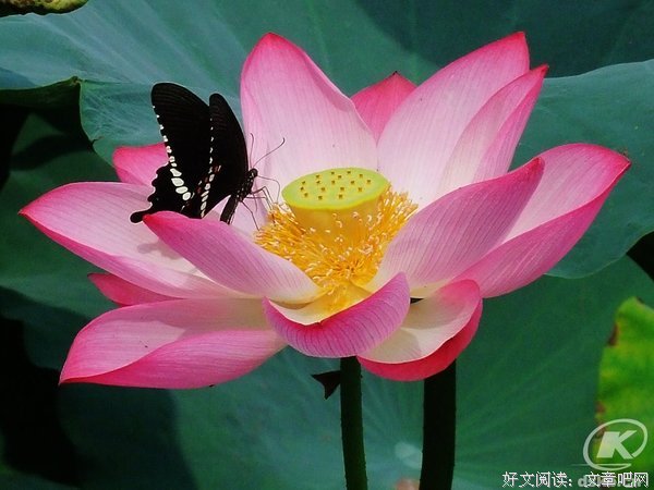 描写向军的经典句子
