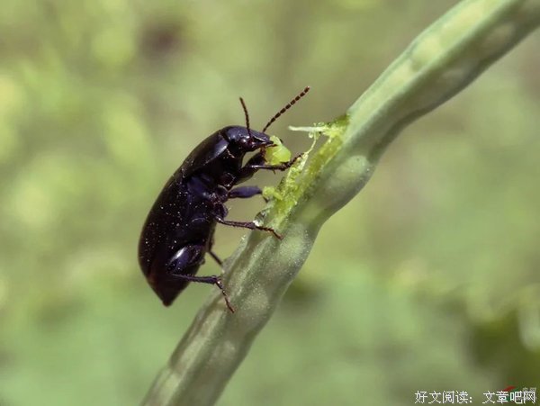 豆娘的格言