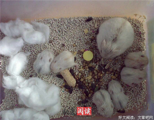 最新的《银狐》经典语句