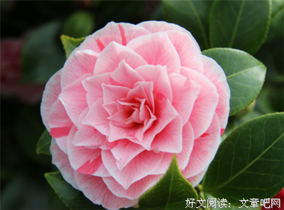 《茶花女》经典读后感10篇