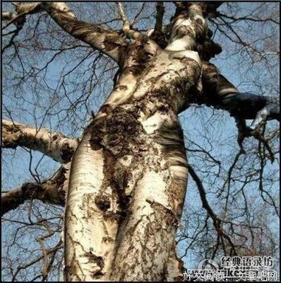 关于雨狸经典句子