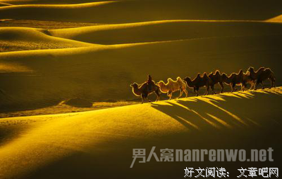 为什么《沙漠骆驼》这首歌火了？