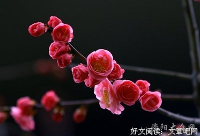《绽放》经典读后感10篇