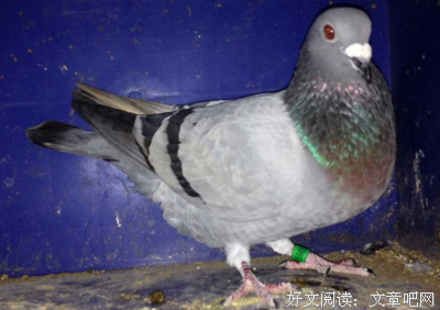 羽環的。句子
