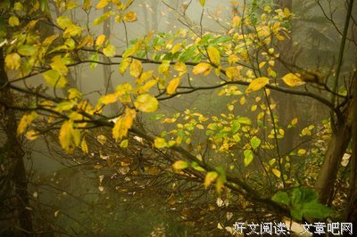 又到秋深叶落时
